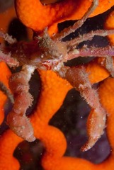 Achaeopsis spinulosa