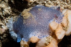 Dendrodoris caesia