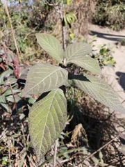 Callicarpa formosana