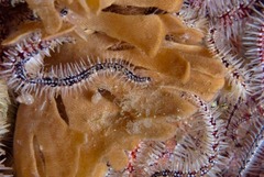 Flustra