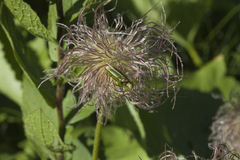 Pulsatilla aurea