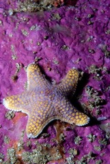 Callopatiria formosa