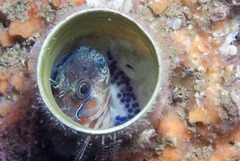Chalaroderma ocellata