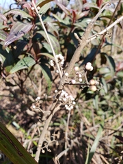 Callicarpa formosana