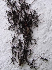 Eciton burchellii