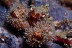 Achaeopsis spinulosa