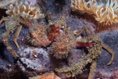 Achaeopsis spinulosa