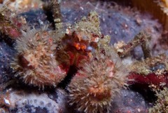 Achaeopsis spinulosa