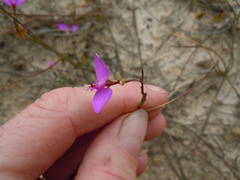 Polygala refracta