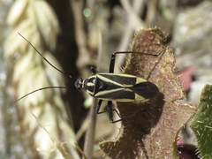 Hadrodemus