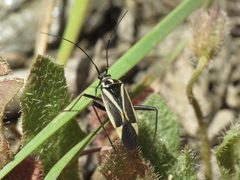 Hadrodemus