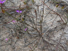 Polygala refracta