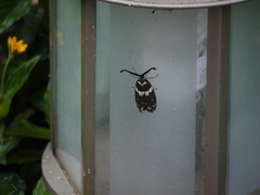 Eterusia aedea virescens