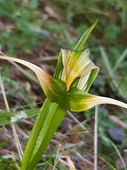 Pterostylis patens