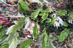 Caulerpa muelleri