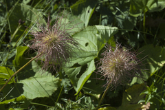 Pulsatilla aurea
