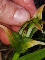 Pterostylis patens