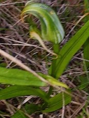 Pterostylis patens