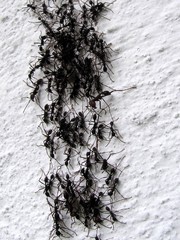 Eciton burchellii