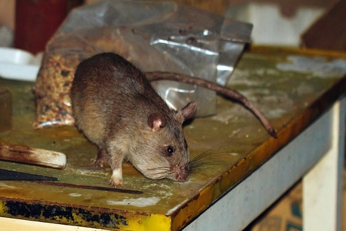 Southern Giant Pouched Rat