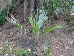 Nannorrhops ritchieana