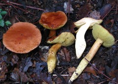 Aureoboletus moravicus