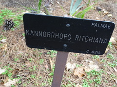 Nannorrhops ritchieana