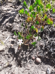 Pelargonium setulosum