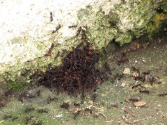 Eciton burchellii