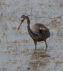 Ardea purpurea