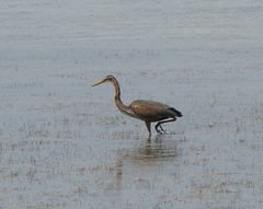 Ardea purpurea
