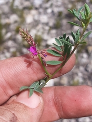 Indigofera crewiana