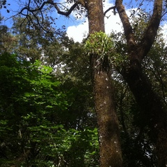 Prosthechea squalida