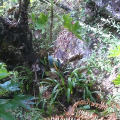 Prosthechea squalida