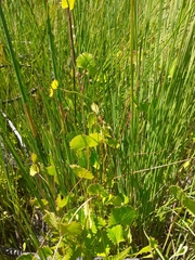 Centella eriantha eriantha