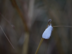 Sphrageidus virguncula