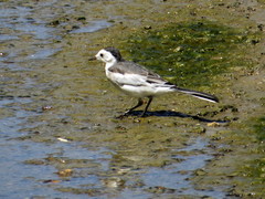 Motacilla alba