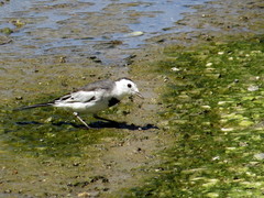Motacilla alba