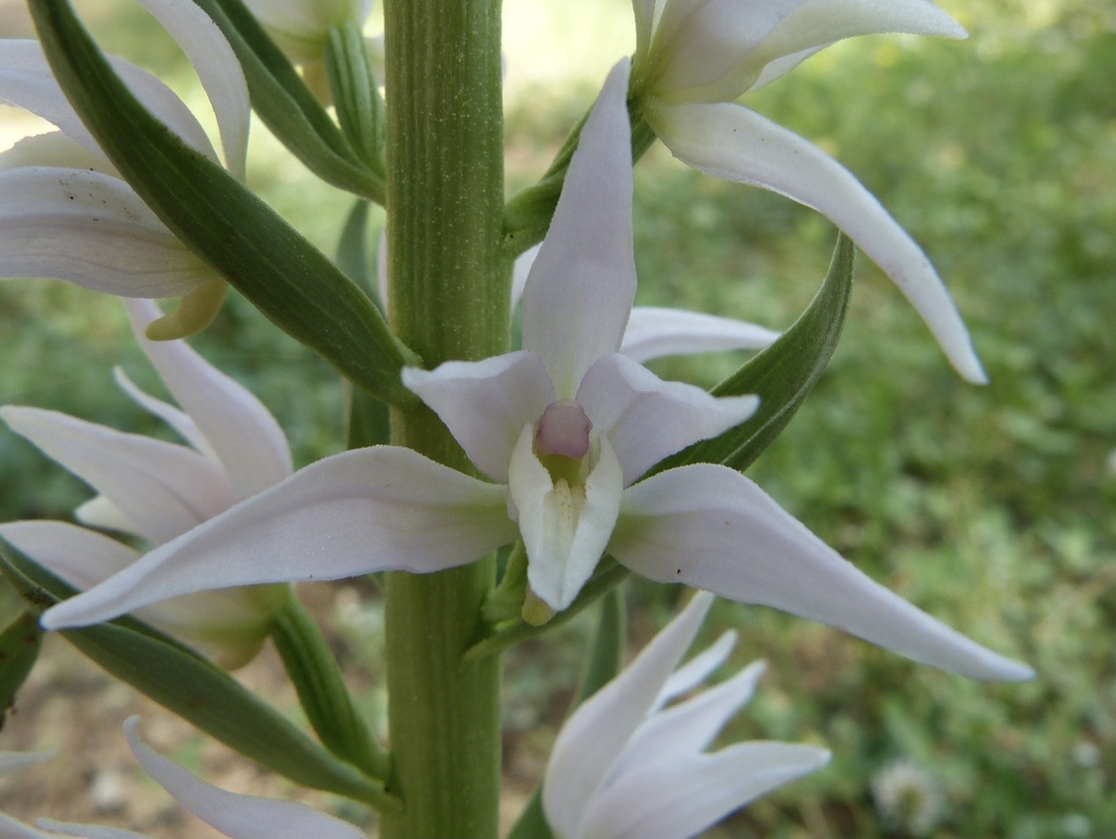 Cephalanthera epipactoides (Cephalanthera epipactoides)