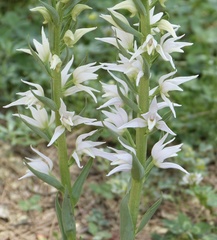 Cephalanthera epipactoides