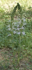Cephalanthera epipactoides