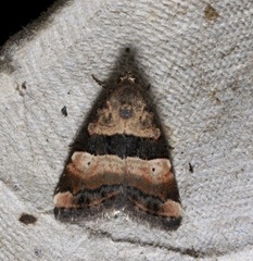 Pseudozarba bipartita