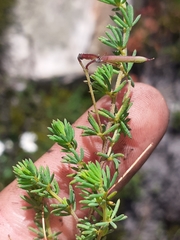 Indigofera quinquefolia