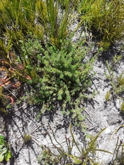 Indigofera quinquefolia