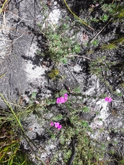 Indigofera quinquefolia