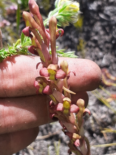 Image of Ridge Disa (Disa bolusiana) by (c) Brian du Preez, some rights reserved (CC BY-SA)