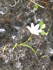 Ornithogalum schlechterianum