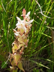 Satyrium pygmaeum