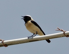 Oenanthe melanoleuca
