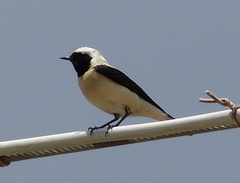 Oenanthe melanoleuca